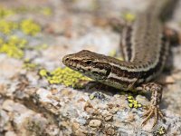 Common Wall Lizard  European Common Wall Lizard (Podarcis muralis) Basking in The Sun on a Stone : Podarcis, Podarcis muralis, animal, background, bokeh, brown, closeup, concept, environment, european, fauna, forest, grey, head, herpetofauna, herpetology, lagartija, lizard, looking, lucertola, macro, mauereidechse, mountain, muralis, muurhagedis, natural, nature, near, reptile, rock, sauria, stone, walking, wall, wild, wildlife