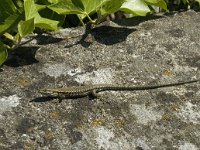 Podarcis muralis 56, Muurhagedis, Saxifraga-Jan van der Straaten