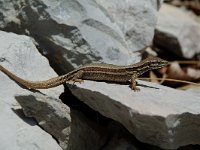 Podarcis muralis 6, Muurhagedis, Saxifraga-Willem van Kruijsbergen