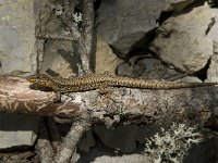 Podarcis muralis 60, Muurhagedis, Saxifraga-Willem van Kruijsbergen