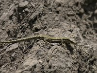 Podarcis muralis 61, Muurhagedis, Saxifraga-Willem van Kruijsbergen