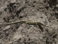 Podarcis muralis 62, Muurhagedis, Saxifraga-Willem van Kruijsbergen