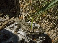 Podarcis muralis 63, Muurhagedis, Saxifraga-Marijke Verhagen