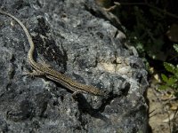 Podarcis muralis 64, Muurhagedis, Saxifraga-Marijke Verhagen