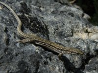 Podarcis muralis 65, Muurhagedis, Saxifraga-Marijke Verhagen