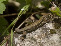 Podarcis muralis 66, Muurhagedis, Saxifraga-Jan Nijendijk