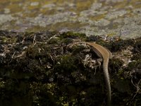 Podarcis muralis 67, Muurhagedis, Saxifraga-Jan Nijendijk