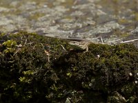 Podarcis muralis 68, Muurhagedis, Saxifraga-Jan Nijendijk