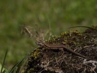 Podarcis muralis 69, Muurhagedis, Saxifraga-Jan Nijendijk