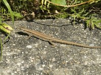 Podarcis muralis 7, Muurhagedis, Saxifraga-Willem van Kruijsbergen