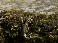 Podarcis muralis 70, Muurhagedis, Saxifraga-Jan Nijendijk