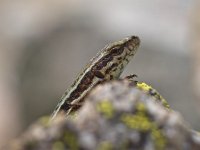 Common Wall Lizard  European Common Wall Lizard (Podarcis muralis) Basking in The Sun on a Stone : Podarcis, Podarcis muralis, animal, background, bokeh, brown, closeup, concept, environment, european, fauna, forest, grey, head, herpetofauna, herpetology, lagartija, lizard, looking, lucertola, macro, mauereidechse, mountain, muralis, muurhagedis, natural, nature, near, reptile, rock, sauria, stone, walking, wall, wild, wildlife