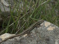 Podarcis muralis 72, Muurhagedis, Saxifraga-Willem van Kruijsbergen