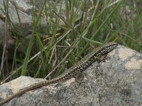 Podarcis muralis 73, Muurhagedis, Saxifraga-Willem van Kruijsbergen