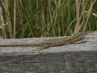 Podarcis muralis 76, Muurhagedis, Saxifraga-Willem van Kruijsbergen