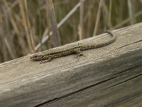 Podarcis muralis 77, Muurhagedis, Saxifraga-Willem van Kruijsbergen