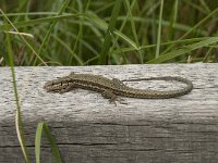 Podarcis muralis 78, Muurhagedis, Saxifraga-Willem van Kruijsbergen