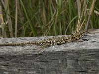 Podarcis muralis 79, Muurhagedis, Saxifraga-Willem van Kruijsbergen