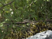 Podarcis muralis 80, Muurhagedis, Saxifraga-Willem van Kruijsbergen