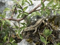 Podarcis muralis 81, Muurhagedis, Saxifraga-Willem van Kruijsbergen