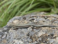 Podarcis muralis 83, Muurhagedis, Saxifraga-Willem van Kruijsbergen