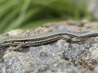 Podarcis muralis 84, Muurhagedis, Saxifraga-Willem van Kruijsbergen