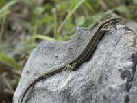 Podarcis muralis 85, Muurhagedis, Saxifraga-Willem van Kruijsbergen