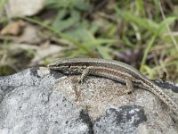 Podarcis muralis 86, Muurhagedis, Saxifraga-Willem van Kruijsbergen