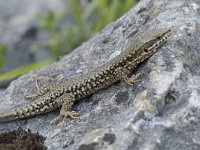 Podarcis muralis 87, Muurhagedis, Saxifraga-Willem van Kruijsbergen