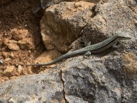 Podarcis muralis 90, Muurhagedis, Saxifraga-Willem van Kruijsbergen