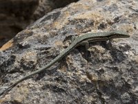 Podarcis muralis 91, Muurhagedis, Saxifraga-Willem van Kruijsbergen