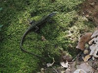 Podarcis muralis 92, Muurhagedis, Saxifraga-Hans Dekker