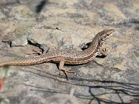 Podarcis muralis 93, Muurhagedis, Saxifraga-Henk Baptist