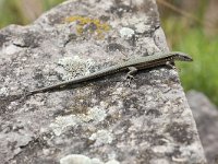 Podarcis muralis 95, Muurhagedis, Saxifraga-Henk Baptist