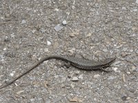 Podarcis muralis 97, Muurhagedis, Saxifraga-Willem van Kruijsbergen