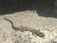 Podarcis muralis ssp merremia 59, Saxifraga-Edo van Uchelen