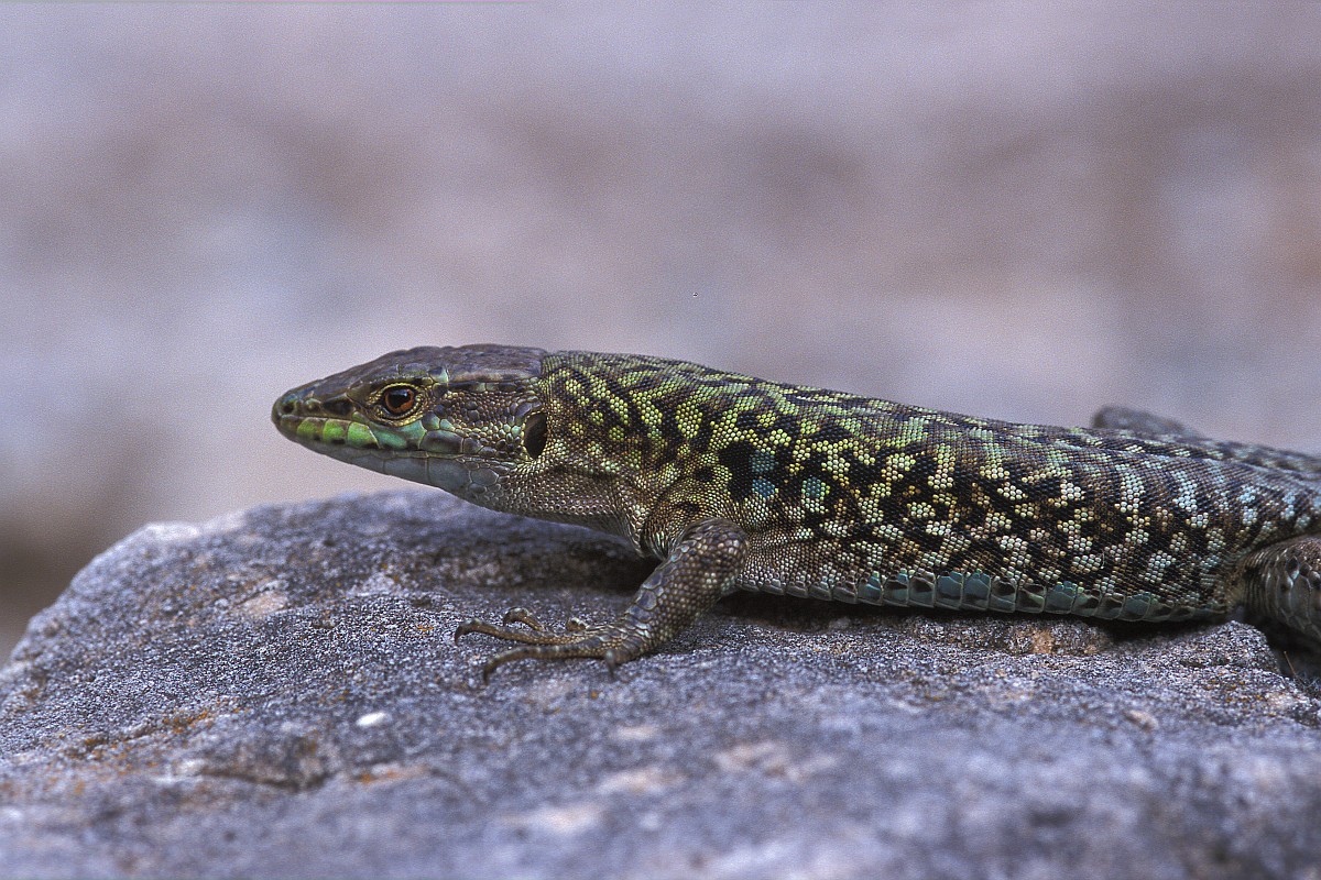 Southern Italian Wall Lizard - Podarcis siculus siculus