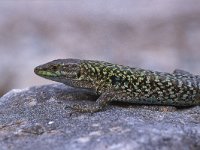 Podarcis siculus 2, Saxifraga-Edo van Uchelen