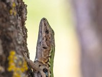 Italian Wall Lizard (Podarci siculus) Climbing a tree  A medium-sized lizard with a long slender body with a large deep head, muscular limbs, and a tail up to twice the length of the body. : animal, attitude, background, beautiful, brown, bush, climb, closeup, colorful, common, curious, cute, environment, europe, fauna, green, grey, image, inquisitive, italian, italy, lizard, muralis, natural, nature, nosey, peek, peeking, plant, podarci, pose, predator, reptile, sauria, scales, sicily, sicula, siculus, skin, smile, spooky, stone, summer, sun, tree, tuscany, wall, wild, wildlife