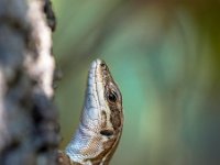 Italian Wall Lizard (Podarci siculus) in a tree  A medium-sized lizard with a long slender body with a large deep head, muscular limbs, and a tail up to twice the length of the body. : animal, attitude, background, beautiful, brown, bush, climb, closeup, colorful, common, curious, cute, environment, europe, fauna, green, grey, image, inquisitive, italian, italy, lizard, muralis, natural, nature, nosey, peek, peeking, plant, podarci, pose, predator, reptile, sauria, scales, sicily, sicula, siculus, skin, smile, spooky, stone, summer, sun, tree, tuscany, wall, wild, wildlife