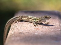 Green Wall Lizard  Italian Wall Lizard (Podarcis siculus) climbing on a Wall : Podarcis, animal, attitude, background, beautiful, blue, brown, climb, colorful, common, concrete, documentary, dragon, exposure, eye, fauna, focus, green, grey, image, insect, italy, lizard, long, macro, muralis, nature, plant, pose, predator, reptile, sauria, scales, sicily, sicula, siculus, skin, smile, spooky, stone, summer, sun, wall, wild, wildlife