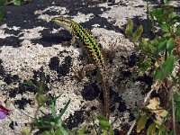 Podarcis siculus 7, Saxifraga-Hans Dekker