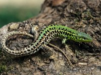 Podarcis taurica, Balkan Wall Lizard