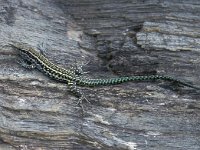 Podarcis tiliguerta, Tyrrhenian Wall Lizard