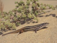 Psammodromus algirus 1, Algerijnse zandloper, Saxifraga-Rob Felix