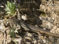 Psammodromus algirus 10, Algerijnse zandloper, Saxifraga-Jan van der Straaten