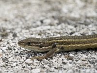 Psammodromus algirus 12, Algerijnse zandloper, Saxifraga-Jan van der Straaten