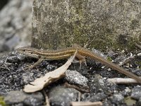 Psammodromus algirus 16, Algerijnse zandloper, Saxifraga-Jan van der Straaten