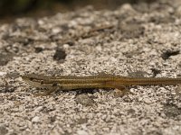 Psammodromus algirus 17, Algerijnse zandloper, Saxifraga-Jan van der Straaten