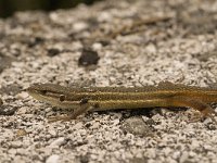 Psammodromus algirus 18, Algerijnse zandloper, Saxifraga-Jan van der Straaten